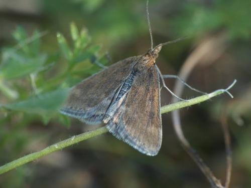 Pyrausta despicata